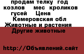 продам телку 1год. козлов 10 мес, кроликов, гусей. › Цена ­ 1 000 - Кемеровская обл. Животные и растения » Другие животные   